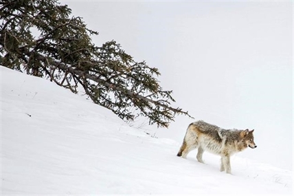 Yellowstone park hazes wolves that get used to people