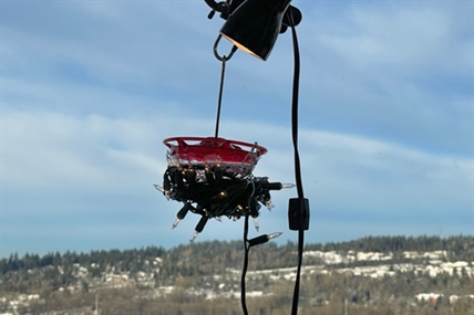 Hummingbird helpers in southern B.C. having tough week thanks to frigid weather