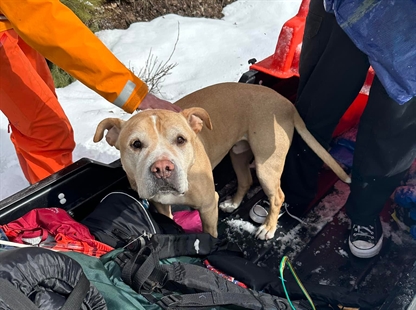 Smoke helps Vernon Search and Rescue locate missing dog and hikers