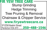 Fir Yew Tree Care