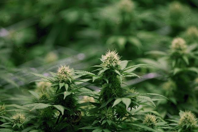 Growing flowers of cannabis intended for the medical marijuana market are shown at OrganiGram in Moncton, N.B., April 14, 2016. Organigram Holdings Inc. says a subsidiary of British American Tobacco has signed a deal to buy a 19.9 per cent stake in the cannabis company for $221 million. THE CANADIAN PRESS/Ron Ward