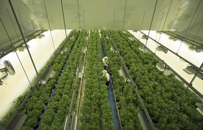 Staff work in a marijuana grow room at Canopy Growth's Tweed facility in Smiths Falls, Ont. on Thursday, Aug. 23, 2018. THE CANADIAN PRESS/Sean Kilpatrick