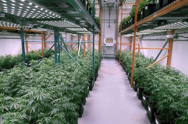 Growing cannabis plants intended for the medical marijuana market are shown at Organigram Holdings Inc. in Moncton, N.B., on April 14, 2016. Organigram Holdings Inc. says Greg Engel is stepping down from his chief executive post. THE CANADIAN PRESS/Ron Ward