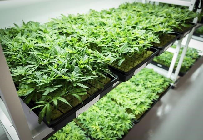 Marijuana in a grow room during a tour of the Sundial Growers Inc. marijuana cultivation facility in Olds, Alta., Wednesday, Oct. 10, 2018. THE CANADIAN PRESS/Jeff McIntosh