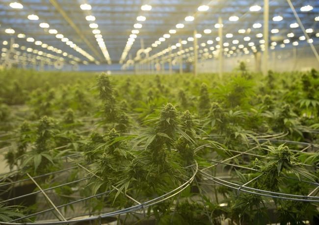 Cannabis plants are seen during a tour of a Hexo Corp. production facility, Thursday, October 11, 2018 in Masson Angers, Que. Hexo Corp. says it will buy 48North Cannabis Corp in a deal valued at $50 million. THE CANADIAN PRESS/Adrian Wyld