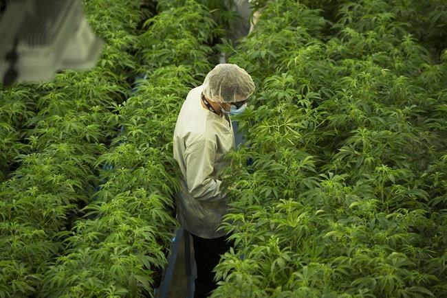 Staff work in a marijuana grow room at Canopy Growth's Tweed facility in Smiths Falls, Ont. on Thursday, Aug. 23, 2018. THE CANADIAN PRESS/Sean Kilpatrick