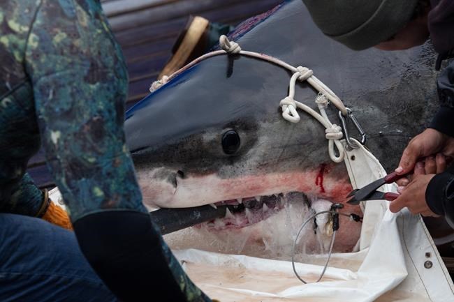 Researchers see little evidence that more white sharks prowling North Atlantic | iNFOnews - Vimarsana News