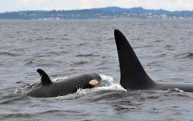 Researchers name newest baby orca spotted in B.C. waters | iNFOnews | Thompson-Okanagan's News Source - Vimarsana News