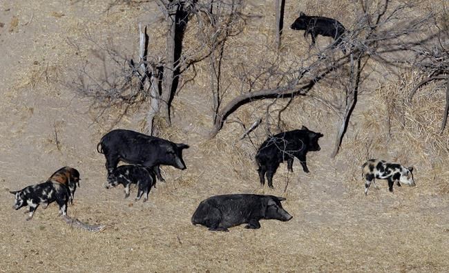 Environment Ministry to help Vancouver Island golf course get rid of pesky pigs | iNFOnews - Vimarsana News