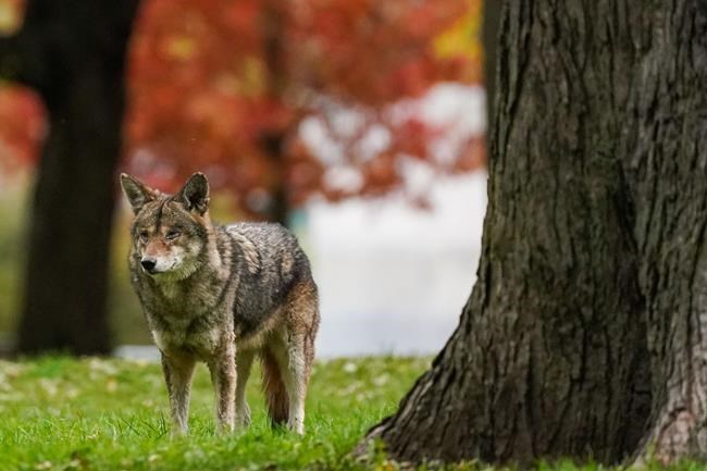 Women gardening in Prince George, B.C., is bitten by coyote | iNFOnews | Thompson-Okanagan's News Source - Vimarsana News