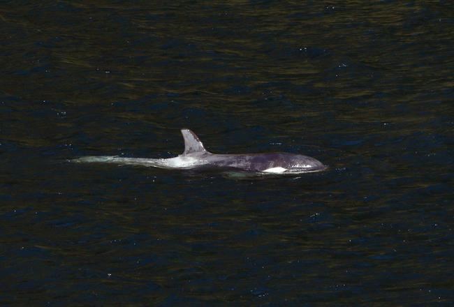 In the news today: New attempt to save stranded orca | iNFOnews | Thompson-Okanagan's News Source - Vimarsana News