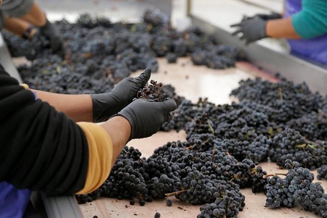 A winery in Okanagan Valley, B.C., has been banned by federal government from hiring foreign workers ever again and also faced a huge non-compliance fine. Grapes pass through a sorting table at a winery Thursday, Oct. 19, 2017, in Oakville, Calif. THE CANADIAN PRESS/AP/Eric Risberg