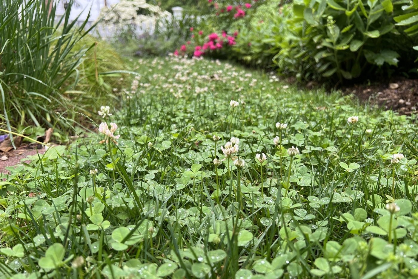 Adding mini clover to grass seed creates a green, hardy, drought-tolerant lawn