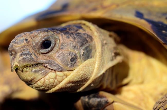Turtles Can Make Great Pets But Do Your Homework First Infonews