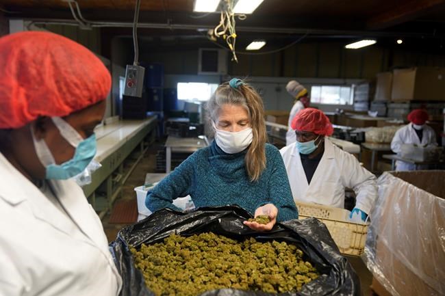Gail Hepworth, center, co-owner with her sister of Hepworth Farms in Milton, N.Y., talks with employees as dried hemp is processed, Monday, April 12, 2021. Farmers dealing with depressed prices for plants that produce CBD extract are eager to take part in a statewide marijuana market expected to generate billions of dollars a year once retail sales start. They already know how to grow and process cannabis plants, since hemp is essentially the same plant with lower levels of THC, marijuana's active ingredient. Now they're waiting on rules that will allow them to switch seeds. (AP Photo/Seth Wenig)