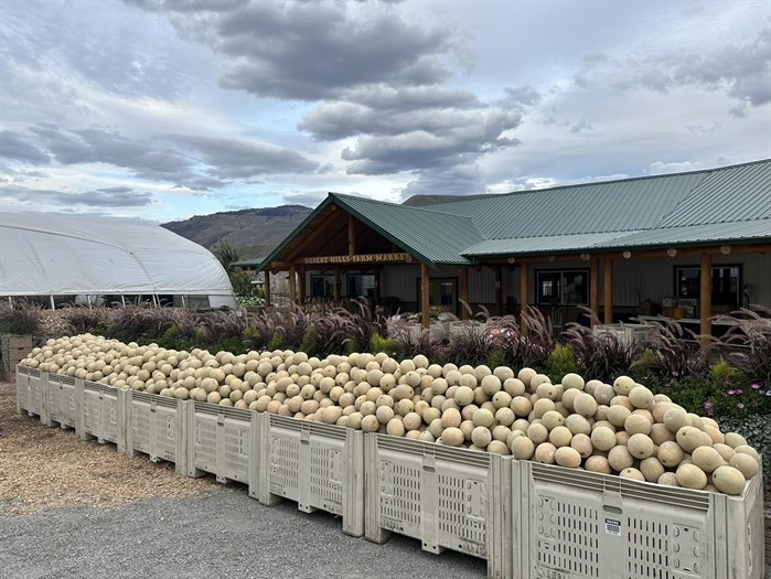 Ashcroft Ranch is giving away 50,000 lbs of free cantaloupes. 