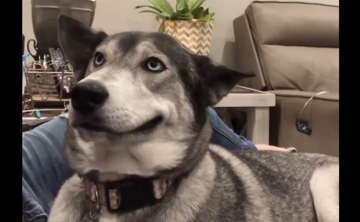 TRENDING NOW: Husky smiles with every ear scratch | iNFOnews | Thompson ...