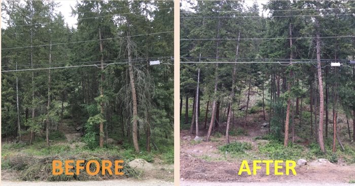 Before and after Clifton Highlands Community Association removed fire fuel from a local forested area. 