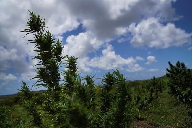 FILE - Marijuana plants blow in the wind on the Ras Freeman Foundation for the Unification of Rastafari farm and sacred grounds in Liberta, Antigua, May 13, 2023. Bahamas unveiled several bills on Aug. 24, 2023 aimed at legalizing marijuana for medical and religious purposes, following in the steps of other Caribbean nations that have taken similar action, including Antigua, which decriminalized the use of marijuana for the general public in 2023.