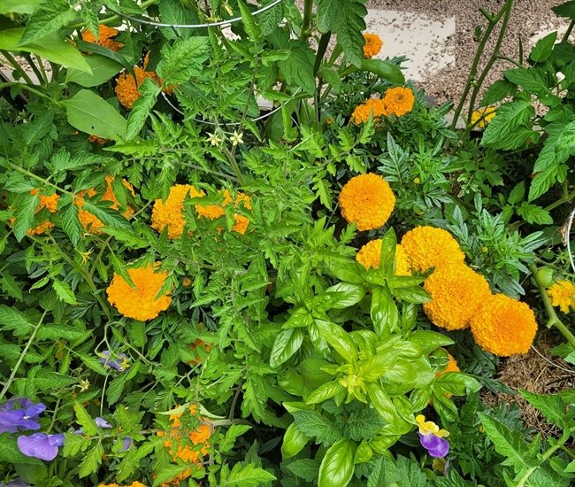 A Kamloops gardener plants flowers among her vegetables to attract pollinators. 