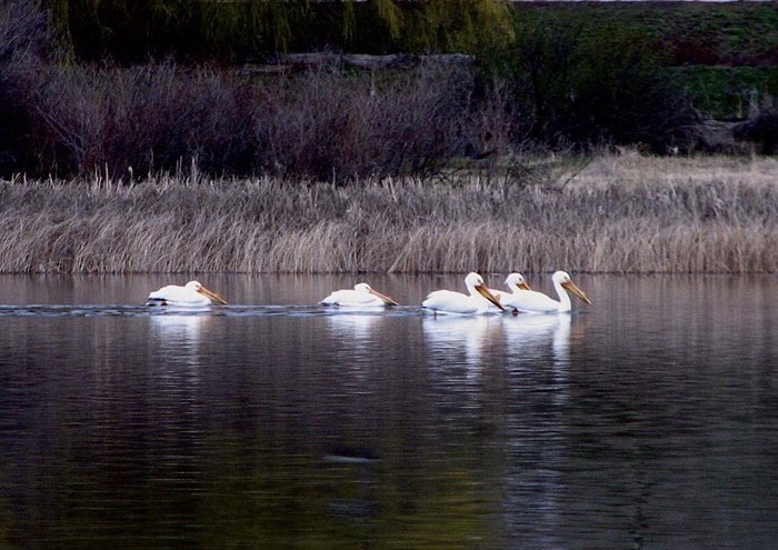 American White Pelicans float peacefully on lake in Vernon. 