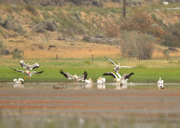 This flock of pelicans are landing on Kamloops Lake. 