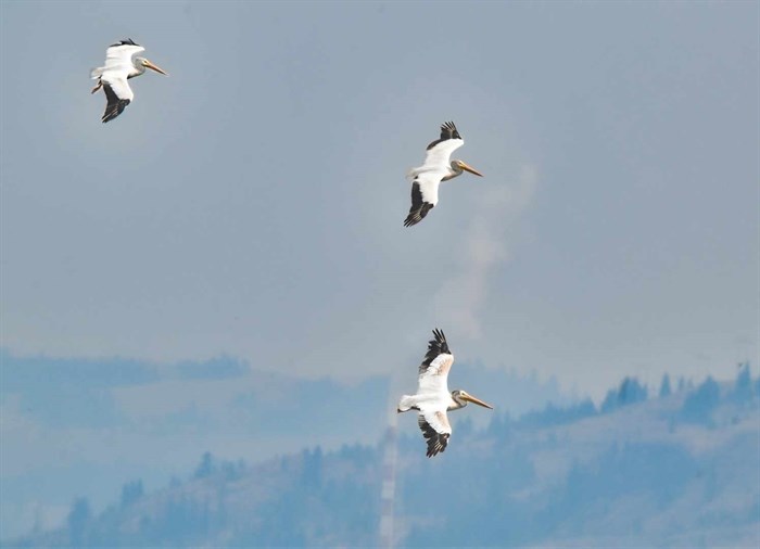 Pelicans soar through smoky skies, Kamloops. 