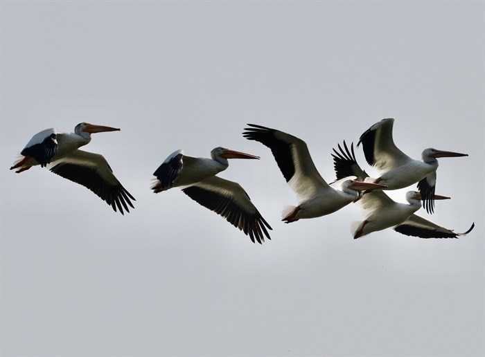 American White Pelicans fly over a lake in Kamloops. 