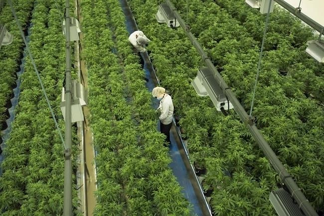 Embattled Canadian cannabis stocks have been climbing on the hope that the U.S. may ease restrictions on the substance. Staff work in a marijuana grow room that can be viewed by at the visitors centre at Canopy Growth's former facility in Smiths Falls, Ont. on Thursday, Aug. 23, 2018.