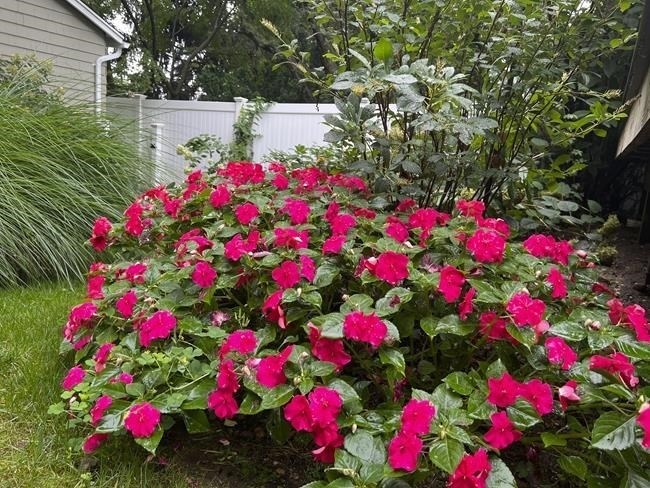 This Aug. 25, 2023, image provided by Jessica Damiano shows a thriving border of Beacon Pink Lipstick impatiens in Long Island, New York. Together with other annuals and tender perennials, the plants carry the late-summer garden as hardy perennials begin to fade.