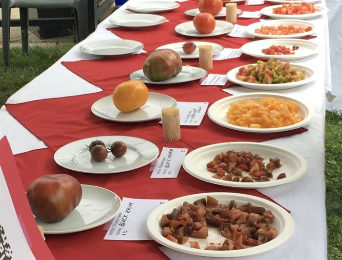 A table of submissions at a tomato tasting competition at the Kamloops Tomato Festival, 2022.
