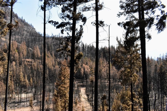 The valley surrounding Scotch Creek just north of the community was torched as the aggressive wildfire left almost no trees untouched.