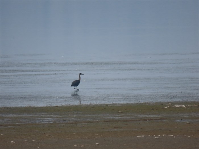 A blue heron walking in Shuswap Lake though thick wildfire smoke. 