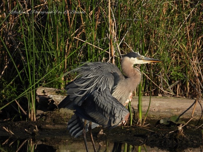 A great blue heron fluffs its feathers at a lake in Penticton. 