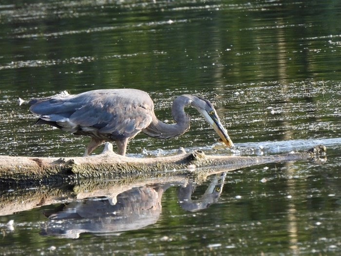 A blue heron on a sunny day at Munson Pond, Kelowna. 