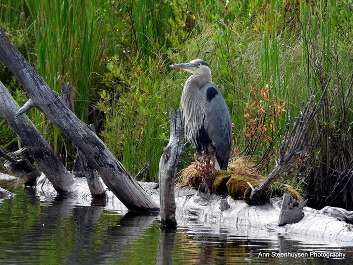 A Chase photographer snapped this photo of a great blue heron at a lake in the Cariboo. 