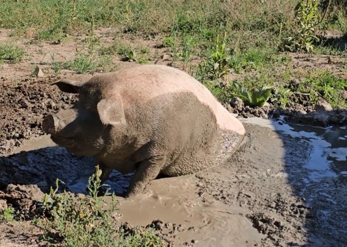 A pet pig wallows in the mud after returning home to Twin Heart Animal Sanctuary in Tappen. 