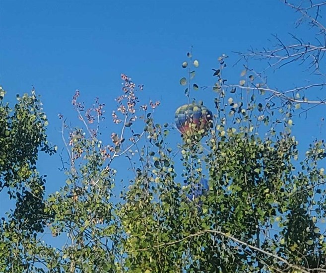Air balloon seen through leaves in Armstrong. 