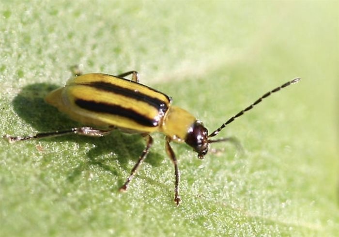 Corn rootworms have been discovered in the North Okanagan and pose a threat to corn farmers.