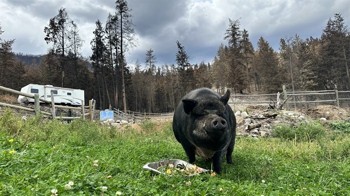 Jeff and Crystal Findlay's pig, Poomba, miraculously survived the McDougall Creek wildfire. 