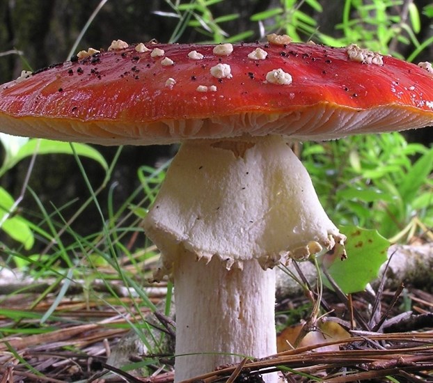 The 18th annual Sicamous Fungus Festival is running from Sept. 15 to 17, 2023.