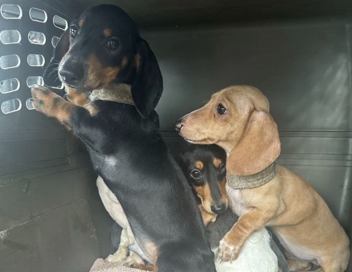 Three of the Dachshund dogs seized from an Okanagan breeder by the BC SPCA.