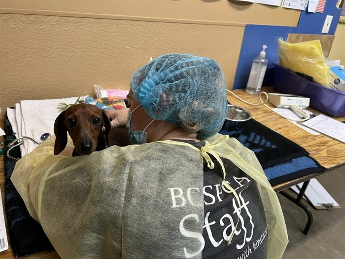 One of the dogs seized receives care from a BC SPCA staff member.