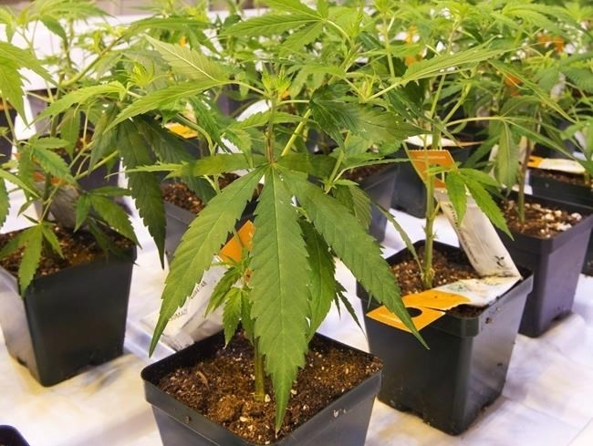 Shares of Aurora Cannabis Inc. were down more than 10 per cent after the cannabis company announced plans to raise $33.8 million in an offering of shares. Cannabis seedlings at the Aurora Cannabis facility Friday, November 24, 2017 in Montreal.