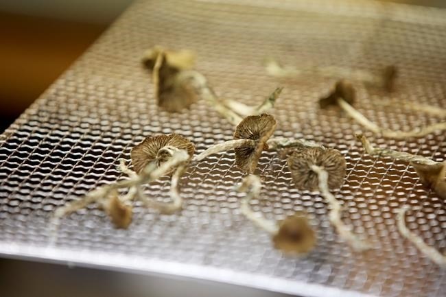 FILE PHOTO - Dozens of health care professionals across the country are fighting the federal government in court for legal access to psychedelics, namely psilocybin mushrooms, to start offering therapeutic treatments in their practices. Psilocybin mushrooms sit on a drying rack in the Uptown Fungus lab in Springfield, Ore., Monday, Aug. 14, 2023. 