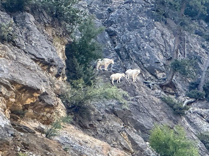 These mountain goats appear to be monitoring progress near the east end of the Kicking Horse Canyon project on the Trans-Canada Highway. As part of the work, wildlife exclusion fencing will be installed to help keep wildlife off the highway, while the bridges and viaducts will enable animals to cross under the roadway.