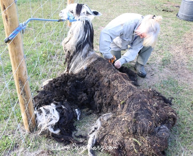 Co-owner at The Llama Santuary in Tappen, Lynne Milstrom working to remove an overgrown coat from an alpaca. 