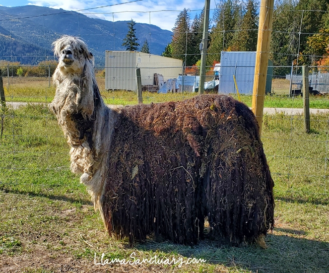 Eddie the alpaca in high spirits after rescue by Shuswap sanctuary