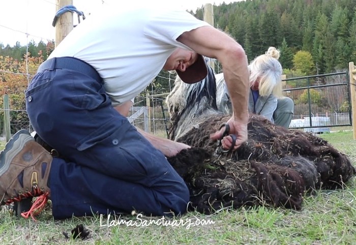Owners at The Llama Sanctuary in Tappen, David Chapman (front) and Lynne Milstrom removing an alpaca's coat. 