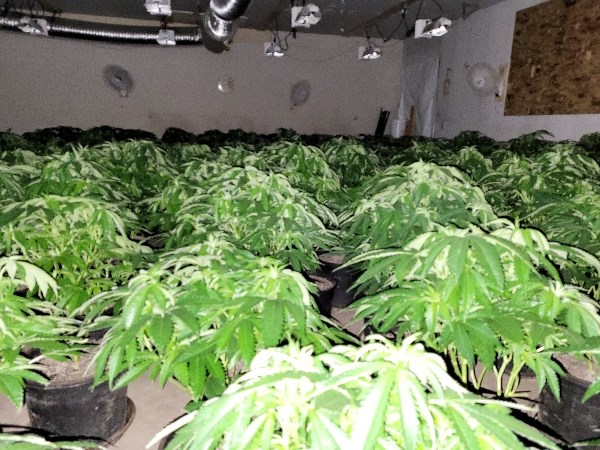 Merritt RCMP seized more than 500 cannabis plants and a 1,000 seedlings from a rural property, Oct. 5, 2023.